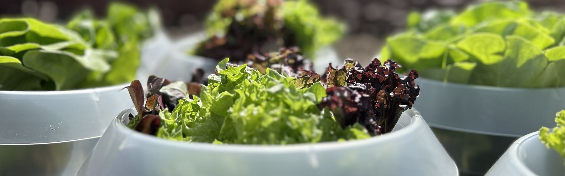 Schneckenkragen aus Recyclingkunststoff im Gartenbeet, schützen junge Salatpflanzen vor Schneckenbefall.